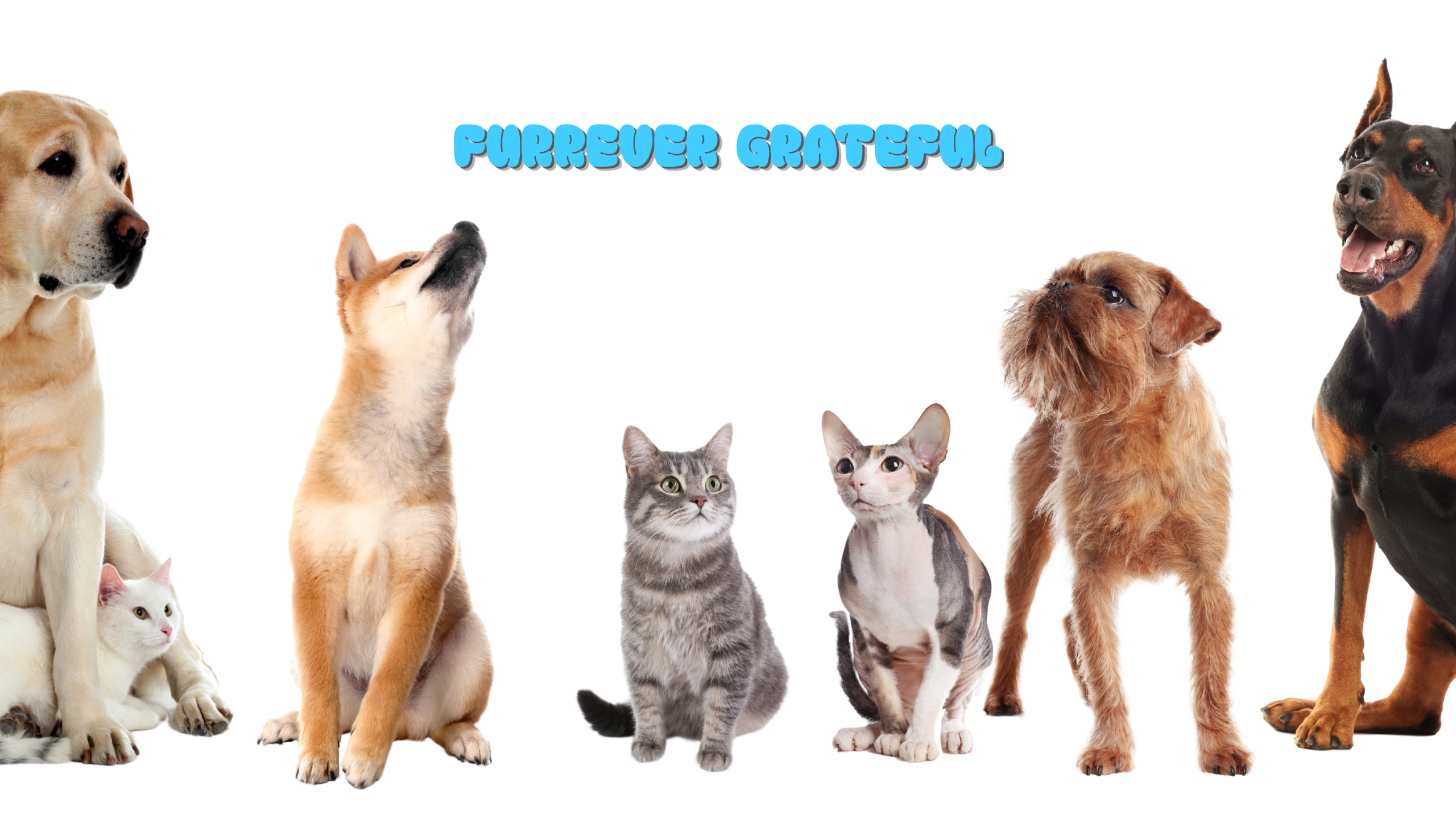 slider image slider_item_jedVPF